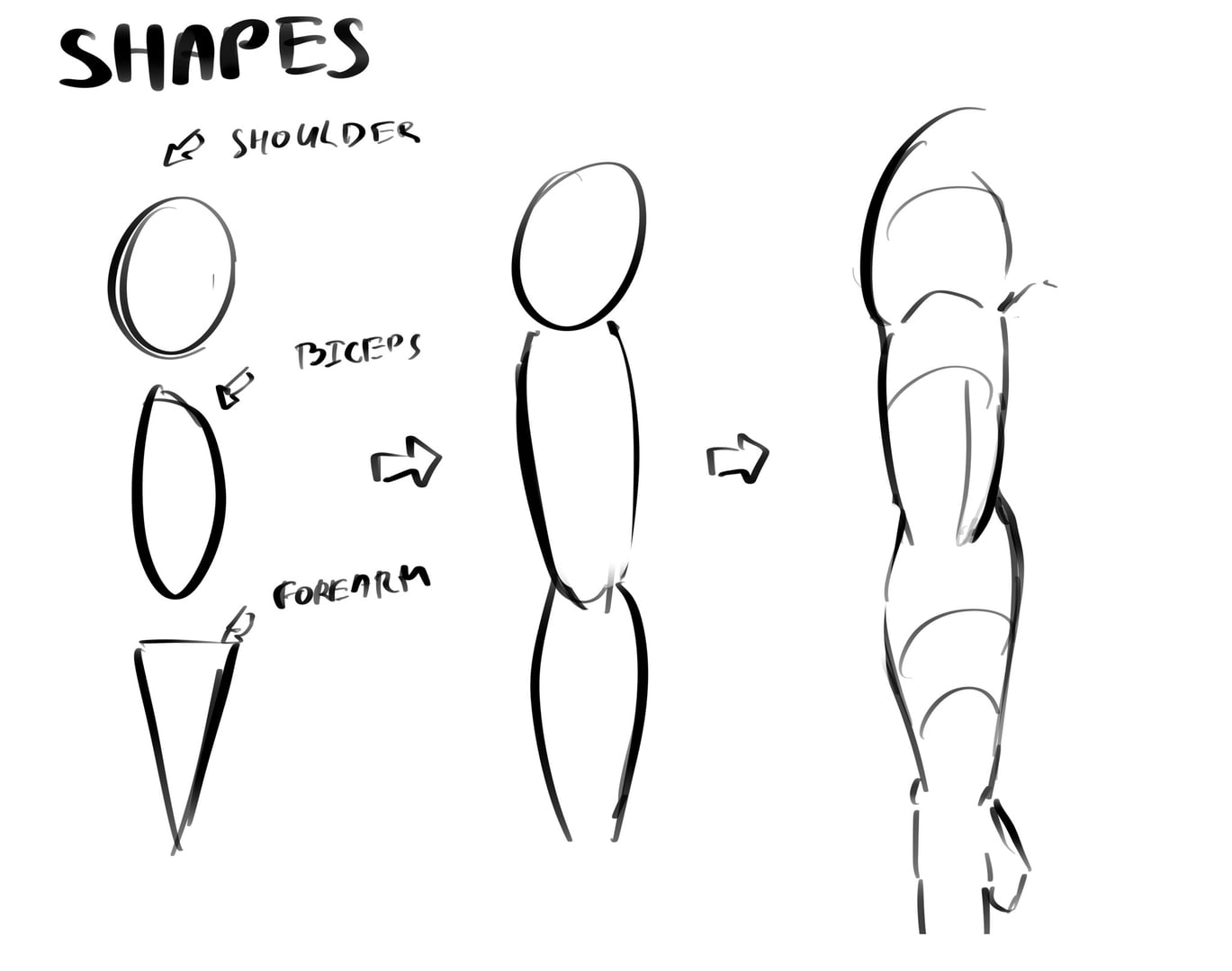 Body Shapes & Proportions